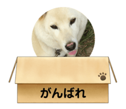 460429397