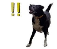 461994898