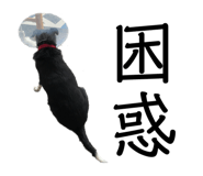 461994904