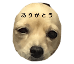 462056030