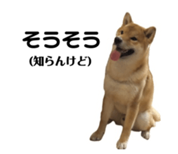 462226275