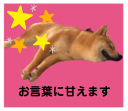 462226276