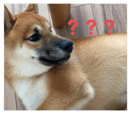462286368