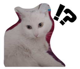 462308804