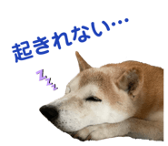 462458432