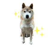 462458437