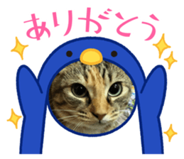 462698590