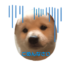 462926635