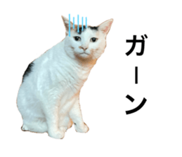 462972772