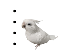 462988998