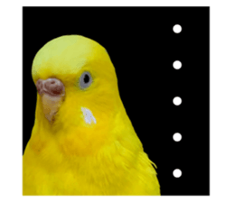 462988999