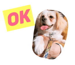 46300938