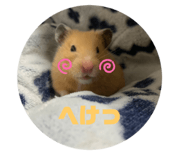 463032826
