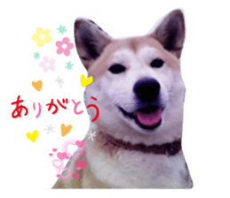 463236511