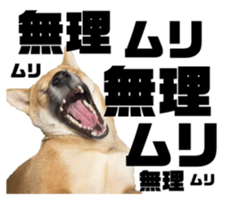 463272091