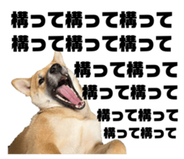 463272092