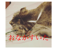 463507334