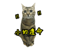 46388576