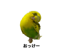 464387255