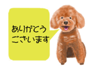 464573223