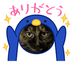 465127177