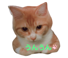 465331207