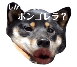 465545325