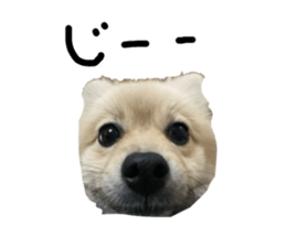 466219544