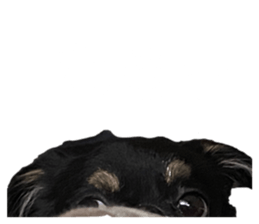 466241633