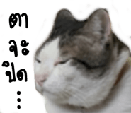 466407004