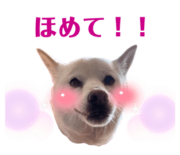 467509243