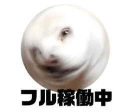 467509245