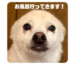 467509250