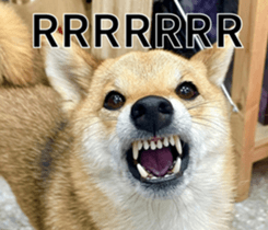 468504760
