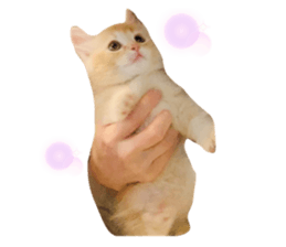 469127699