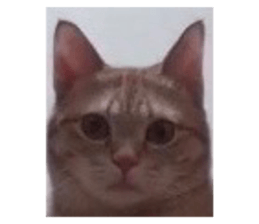 469697783