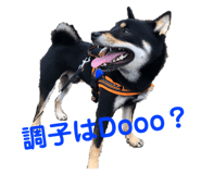 472070966