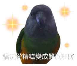 472244173