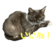 473630377