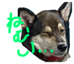 473966369