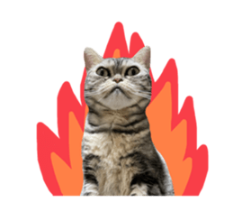 474126846