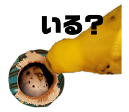 474431264