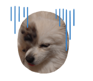 474451229