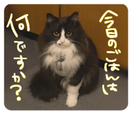 474797516