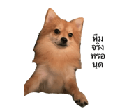 474918588