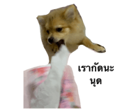 474918597