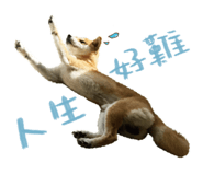 475017127