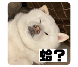 475059694