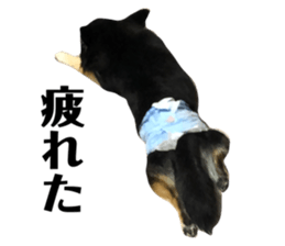 475406202