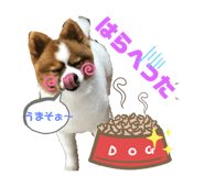 475583204